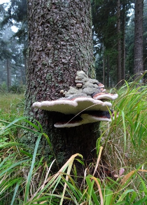 Von Oberhof nach Floh-Seligenthal - Tief im dunklen Wald