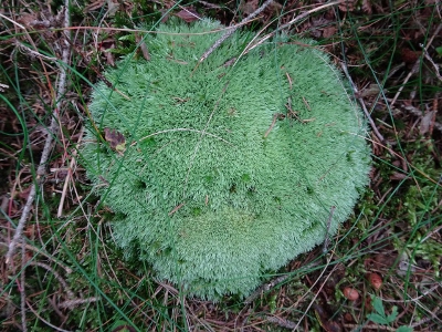 Von Oberhof nach Floh-Seligenthal - Tief im dunklen Wald