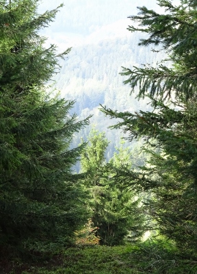 Von Oberhof nach Floh-Seligenthal - Tief im dunklen Wald