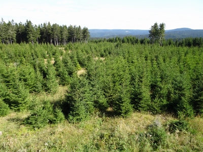 Von Oberhof nach Floh-Seligenthal - Vom Nebel in die Sonne