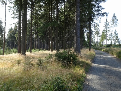 Von Oberhof nach Floh-Seligenthal - Vom Nebel in die Sonne