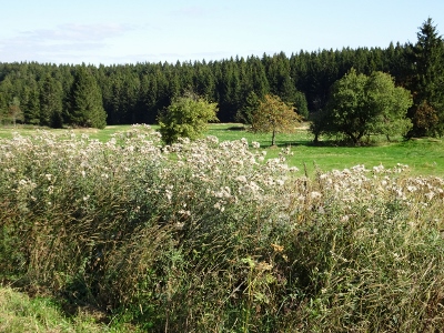 Von Oberhof nach Floh-Seligenthal - Ebertswiese