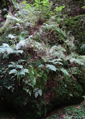 Von Ruhla nach Eisenach - Drachenschlucht