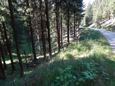 Von Schmiedefeld nach Oberhof - Umweg zum Ziel