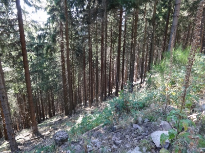 Von Schmiedefeld nach Oberhof - Umweg zum Ziel