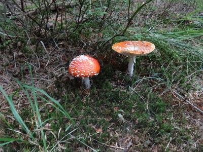 Von Oberhof nach Floh-Seligenthal - Tief im dunklen Wald
