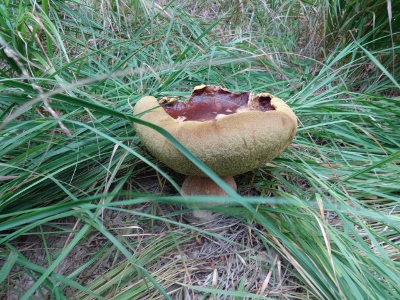 Von Oberhof nach Floh-Seligenthal - Tief im dunklen Wald