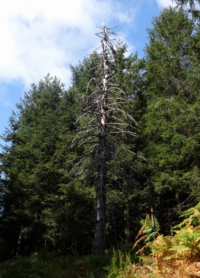 Von Oberhof nach Floh-Seligenthal - Vom Nebel in die Sonne