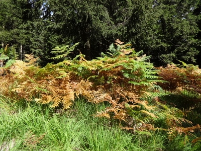 Von Oberhof nach Floh-Seligenthal - Vom Nebel in die Sonne