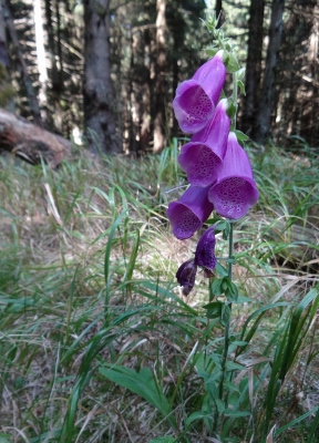 Von Oberhof nach Floh-Seligenthal - Vom Nebel in die Sonne