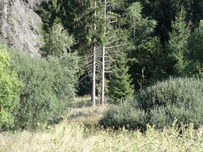 Von Oberhof nach Floh-Seligenthal - Ebertswiese