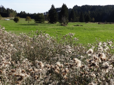 Von Floh-Seligenthal nach Ruhla (Rennsteighof) - Ebertswiese