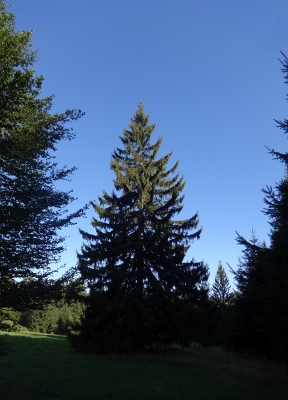 Von Floh-Seligenthal nach Ruhla (Rennsteighof) - Allein im Wald