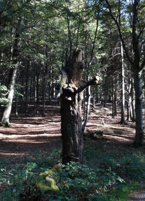 Von Floh-Seligenthal nach Ruhla (Rennsteighof) - Allein im Wald