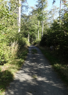 Von Floh-Seligenthal nach Ruhla (Rennsteighof) - Allein im Wald