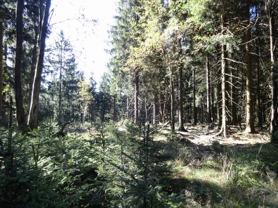 Von Floh-Seligenthal nach Ruhla (Rennsteighof) - Trockenberg