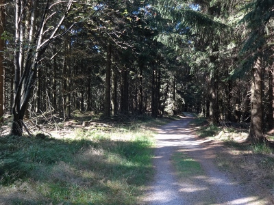 Von Floh-Seligenthal nach Ruhla (Rennsteighof) - Großer Jagdberg