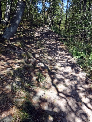 Von Floh-Seligenthal nach Ruhla (Rennsteighof) - Großer Inselberg