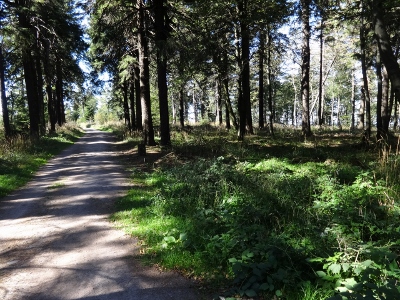 Von Floh-Seligenthal nach Ruhla (Rennsteighof) - In Ruhe durchs`s Reservat