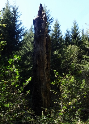 Von Floh-Seligenthal nach Ruhla (Rennsteighof) - Gemütlicher Endspurt