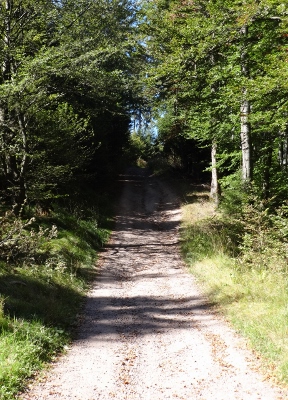 Von Floh-Seligenthal nach Ruhla (Rennsteighof) - Gemütlicher Endspurt
