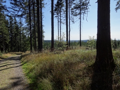 Von Floh-Seligenthal nach Ruhla (Rennsteighof) - Gemütlicher Endspurt