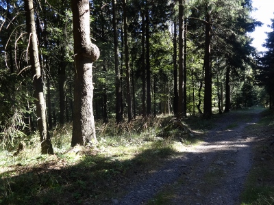 Von Floh-Seligenthal nach Ruhla (Rennsteighof) - Gemütlicher Endspurt