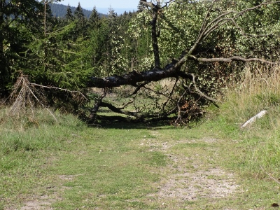 Von Floh-Seligenthal nach Ruhla (Rennsteighof) - Gemütlicher Endspurt