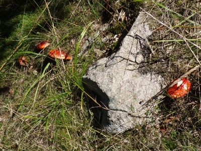 Von Floh-Seligenthal nach Ruhla (Rennsteighof) - Gemütlicher Endspurt