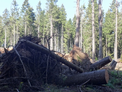 Von Ruhla nach Eisenach - Holzwirtschaft