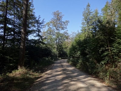 Von Ruhla nach Eisenach - Abwärts Richtung "Hohe Sonne"