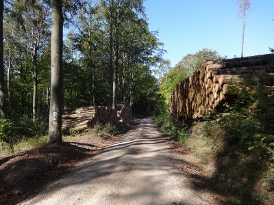 Von Ruhla nach Eisenach - Abwärts Richtung "Hohe Sonne"