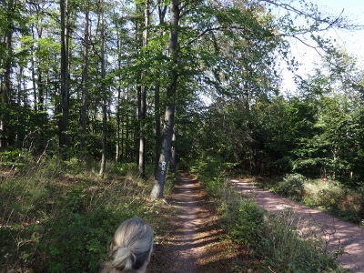 Von Ruhla nach Eisenach - Abwärts Richtung "Hohe Sonne"