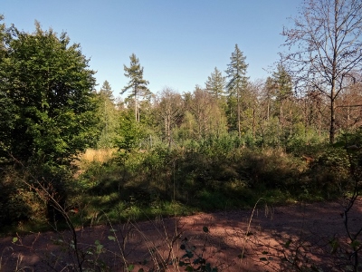 Von Ruhla nach Eisenach - Abwärts Richtung "Hohe Sonne"