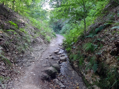 Von Ruhla nach Eisenach - Abwärts Richtung "Hohe Sonne"