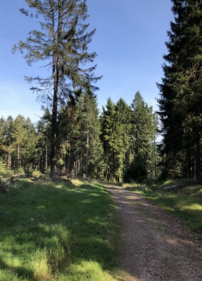 Von Masserberg nach Schmiedefeld - Einsame Wege