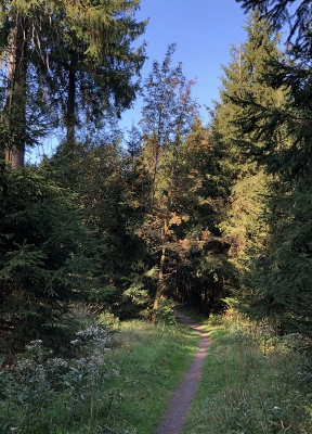 Von Schmiedefeld nach Oberhof - Großer Finsterberg