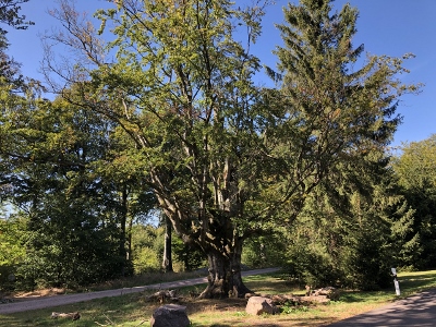 Von Floh-Seligenthal nach Ruhla (Rennsteighof) - Hotel Rennsteighof