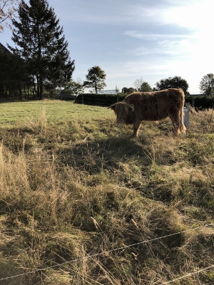 Von Masserberg nach Schmiedefeld - Muuuhhhh!