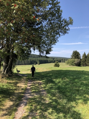 Von Masserberg nach Schmiedefeld - Einsame Wege