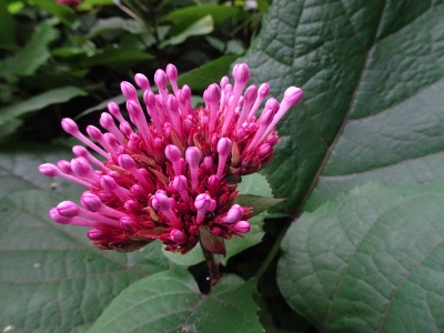 Wanderung am West Lake in Hangzhou