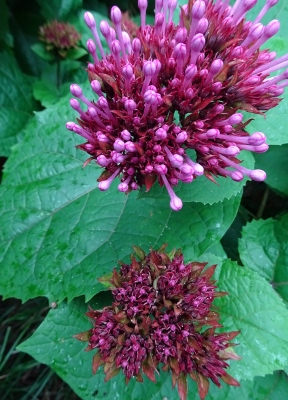 Wanderung am West Lake in Hangzhou