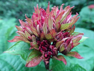 Wanderung am West Lake in Hangzhou