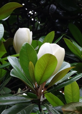 Wanderung am West Lake in Hangzhou