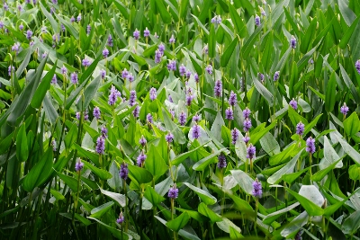 Wandertour durch Teeplantagen in Hangzhou