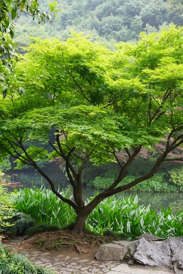 Wandertour durch Teeplantagen in Hangzhou