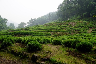Wandertour durch Teeplantagen in Hangzhou