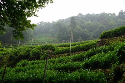 Wandertour durch Teeplantagen in Hangzhou