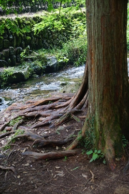 Wandertour durch Teeplantagen in Hangzhou