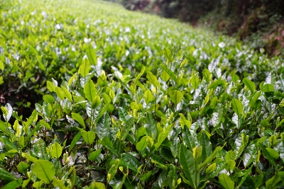 Wandertour durch Teeplantagen in Hangzhou